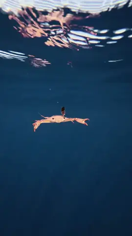 his favorite song #dubstep #riddim #edmtiktok #ravetok #excision #crankdat #lostlands