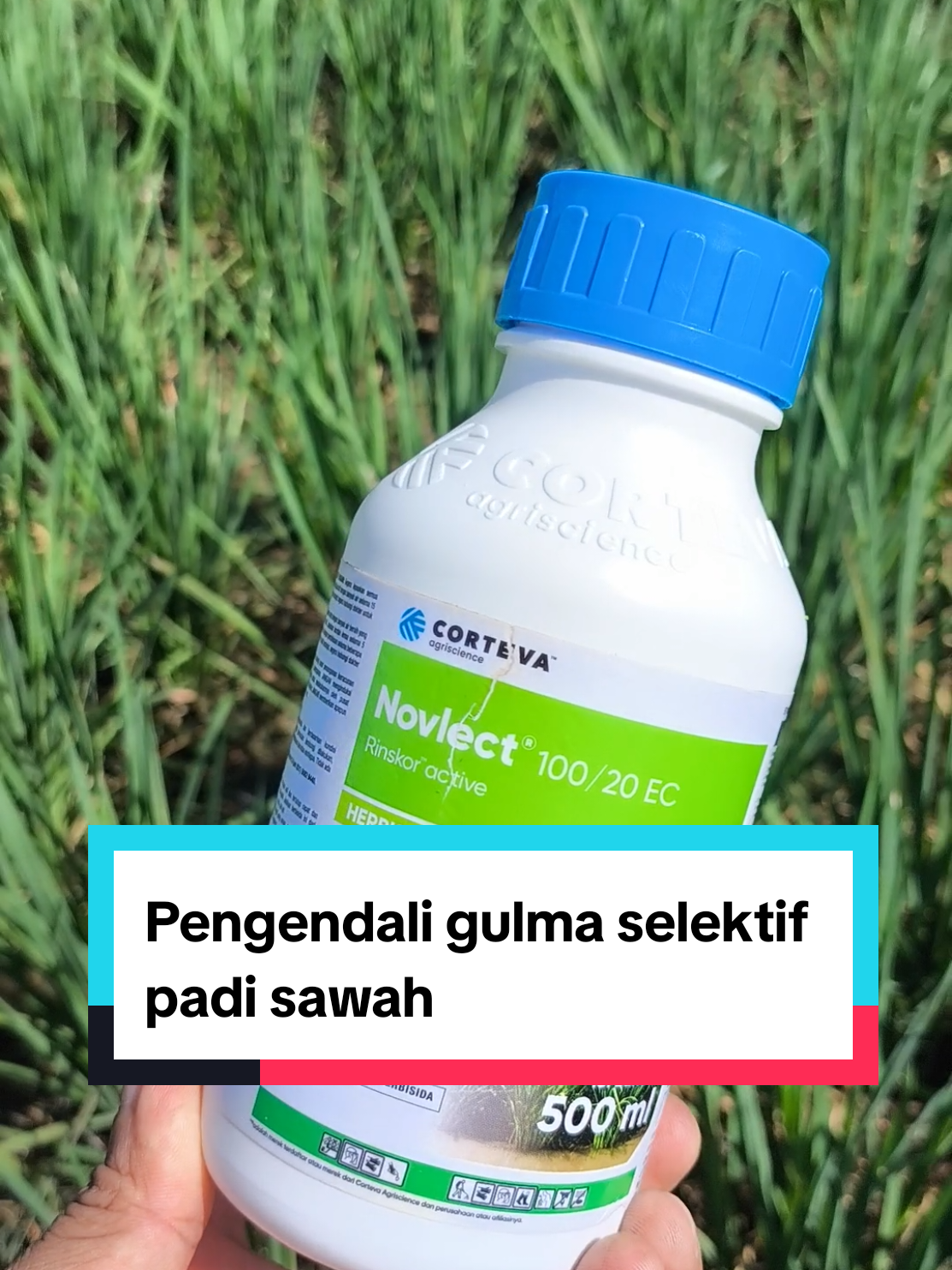 NOVLECT 120 EC | Herbisida selektif untuk mengendalikan gulma tanaman padi sawah #herbisida #herbisidaselektif #pengendaligulma #padisawah #novlect #camatonline 