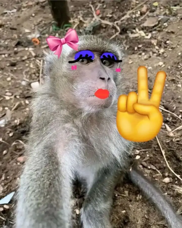 bagi-bagi pp 🗿🫵 #monyet #anjing #foryoupage#fyp #xybca #4u #trend #pp #lucu #ngangkakkocak #gila 