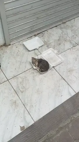 inilah salah satu alasan kenapa  pingin banget punya selter buat kucing2 terlantar #nasibkucingjalanan #fyp 