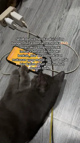 Sejak punya mereka aku menjadi gila,,karena mereka ku anggap seperti anakku sendiri 🥹🥹🫶🏻🫶🏻 #kucinglucu #kucing #cat #fypage 