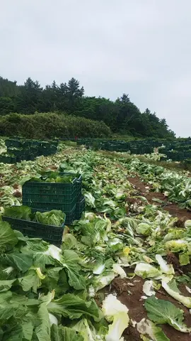 thu hoạch cải thảo hàn quốc ! #xuhuong #lamnong 