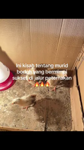 #peternakmuda #peternakmuda #salamkakikiri #ayamfilipin🇵🇭 #komentator #peternakindonesia #masukberandafyp #salamsatuhoby 