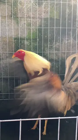 #CapCut #fyp #fypage #fyppppppppppppppppppppppp #goldgray #sweater #ayamphilipin🇵🇭 