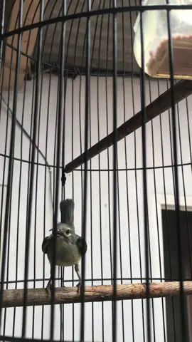 Masih sma manggar betina #kicaumania  #kolibri  #manggar  #masteranburung  #kicaumaniaindonesia  #masteranmuraibatu 