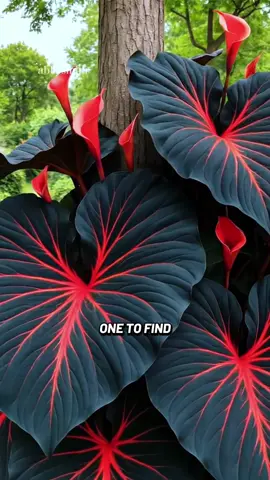 #redblack #hosta #garden #outdoorplants #tiktokfyp #plants #seeds #fyp 