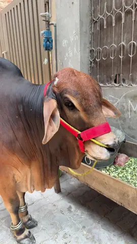 😂😂#bakraeid #qurbani2k25 