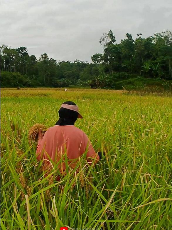 Panen Raya di Desa  #suasanadesa   #hidupdidesa   #sawahindonesia   #videopanen   #kehidupandesa   #petaniindonesia   #alamindonesia   #vlogdesa   #kebersamaanpetani  #panenrayapadi   #suaraalam   #asmarpanen   #cinematicdesa   #rindukampung   #indahnyadesa   #desakuindah   #pertanianindonesia   #tradisipanen   #backtonature 