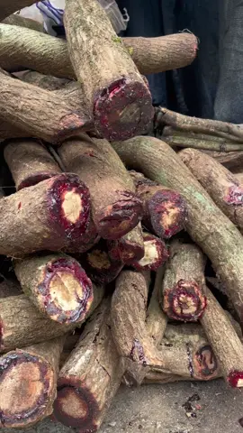 Cỏ máu nhà Dính#dinhvang #xuhuongtiktok 