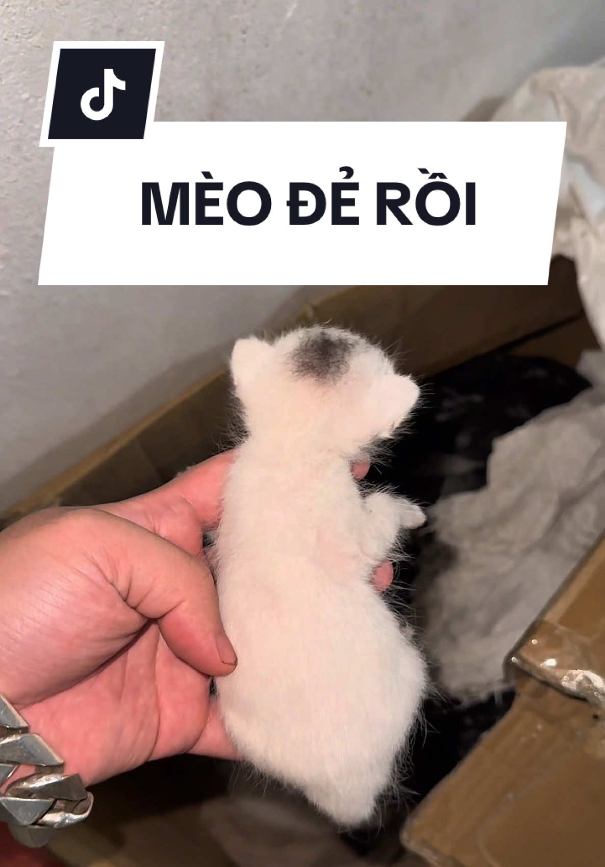 Các sen ơi mèo đẻ rồi  #giadinhmeothigau #meothigau #meode 
