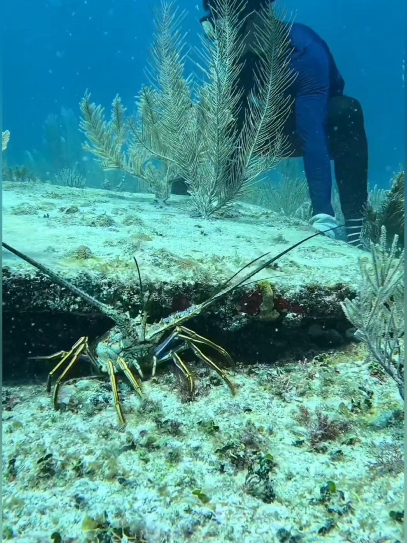 spearfishing Lobster 🦞  #fishing #lobster #spearfishing #fishingtiktoks #creatorsearchinsights 