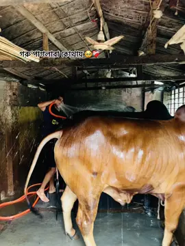 গরু পাগলারা কোথায় 🥹❤️‍🩹#foryou #vairal #foryoupage #arman055 #brahmanbaria #tiktok #cowlover 