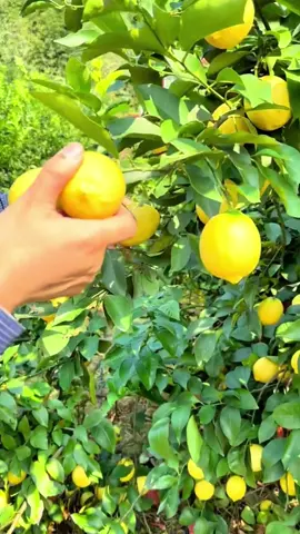 ต้นกล้าเลมอนอเมริกัน 🍋🇺🇸 #เลมอนอเมริกัน #ต้นกล้าเลมอน #มะนาวนำเข้า#มะนาวนําเข้าะเทศ ##สวนผลไม้