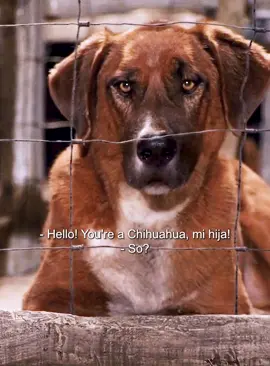 #movie #fyp #BeverlyHillsChihuahua 