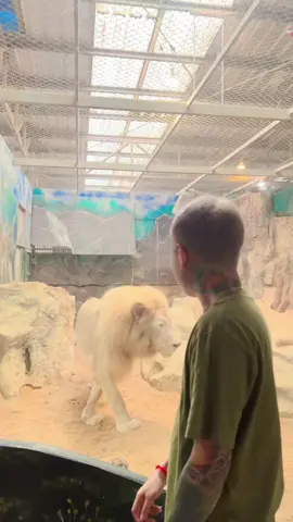 แวะมาดูไข่สิงโต😀😀😀