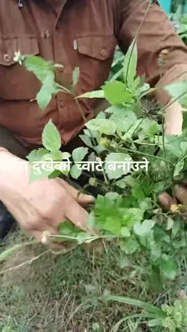 दाँत दुखेकाे च्वाट्टै बनाँउने ओखती#fypシ゚ #fyppppppppppppppppppppppp #fyp #fypシ゚viralシ #viral #foryou 