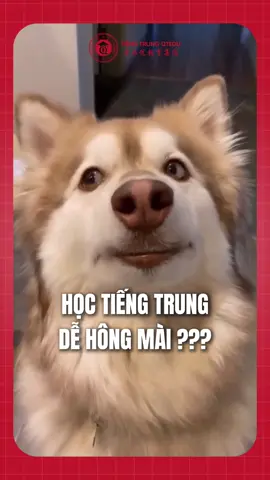 汉语不太难！ #tiengtrungmoingay #tiengtrunggiaotiep #hoctiengtrungonline #hoccungtiktok #xuhuongtiktok #tiengtrungquangngai #qteduquangngai 