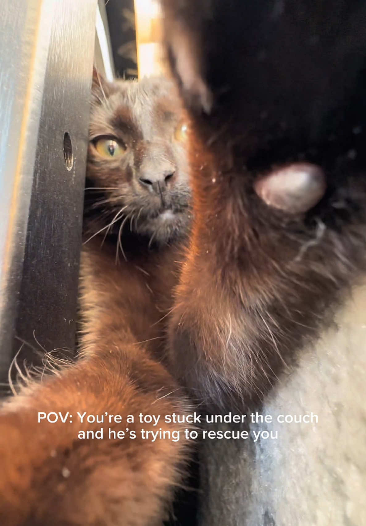 we still stuck 😔  #sendhelp #povcat #catasmr #blackcat
