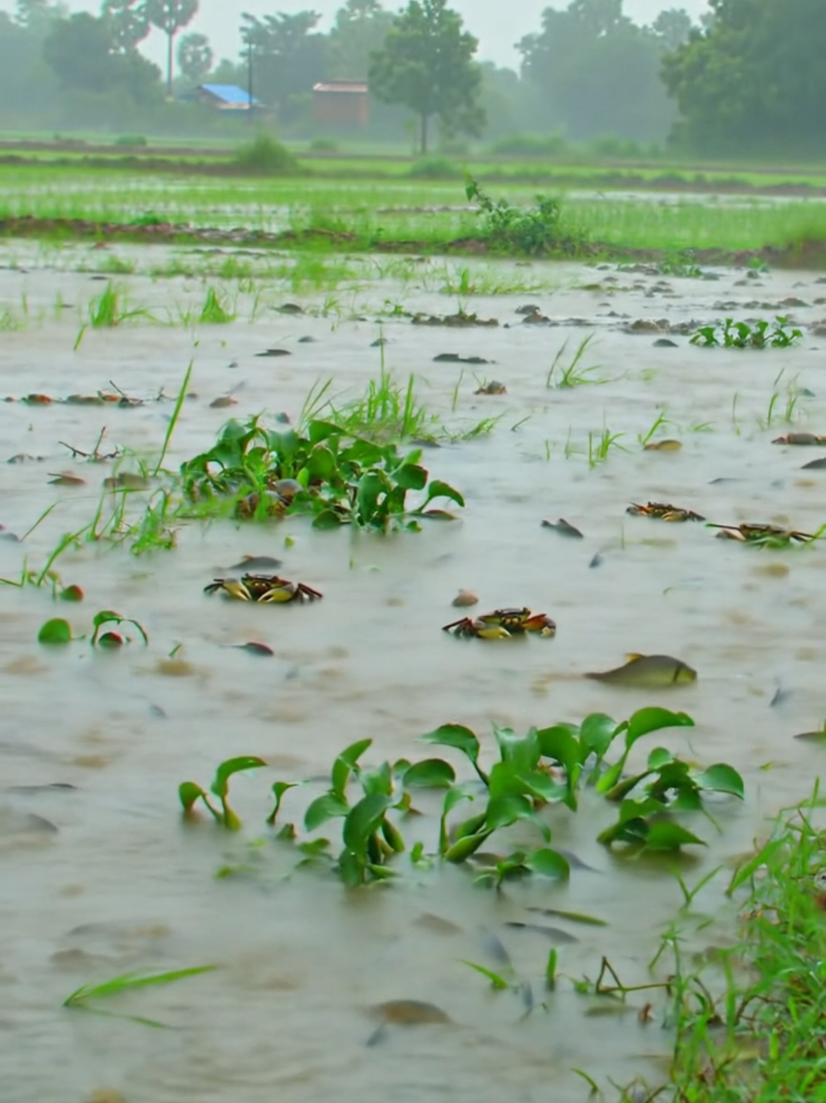 #រដូវស្សាចូលមកដល់ហើយ #នឹកស្រុកនឹកស្រែ🌾🌿🍀🍃 #នឹកស្រុកកំណេីត🌾🥰🥺 #រដូវបុណ្យភ្ជុំ 