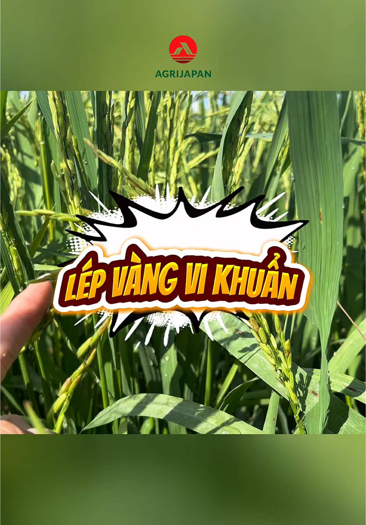 “Lép vàng vi khuẩn” vụ này trên giống OM18 khá nhiều. Bà con nhớ theo dõi ruộng mình để phun ngừa kịp thời nha. #nongnghiep #agrijapan #tuyetanhagrijapan #caylua #chiase #lepvangvikhuan 