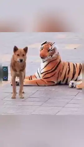 Scared dog#tiktok #foryou #dog #funny #scared #😂😂😂 