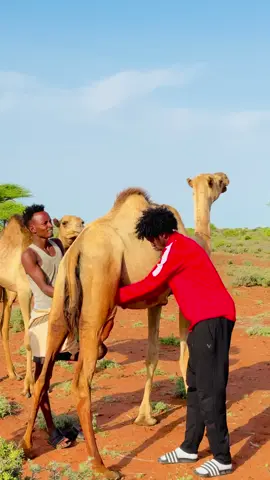 Camel milk 🥛 😂❤️