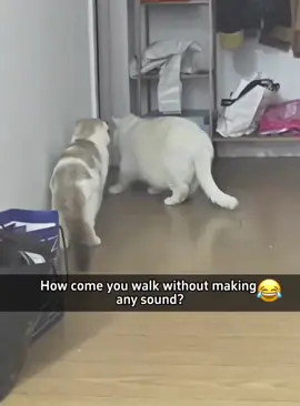 When you have two cats #cat #funnycat #cats #funnyvideos #fyp 