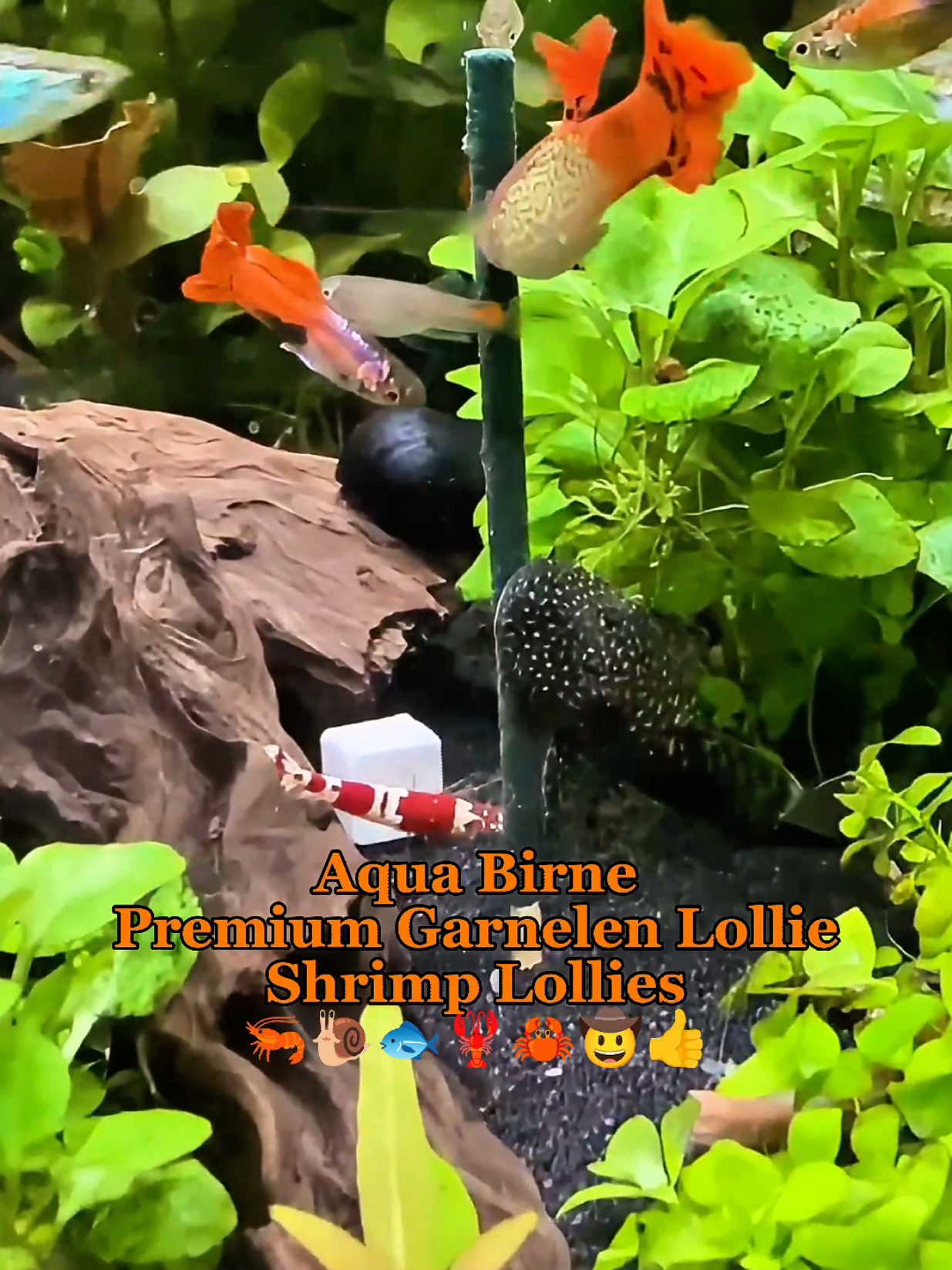 Aqua Birne - Premium Garnelen Lollie | Shrimp Lollies | Verschiedene Lolly Sorten - Garnelenfutter für alle Wirbellosen: Ideal für Garnelen, Schnecken und mehr - Auch als Ergänzung für fischbesetzte Aquarien geeignet - Optimal zur Beobachtung, Selektion oder Gewöhnung an Futterplätze - Einfache Anwendung - Gute Akzeptanz - Kein Futterstress / stressfreie Fütterung Verwöhnen Sie Ihre Zwerggarnelen / Garnelen und Aquariumschnecken / Wasserschnecken mit meinen hochwertigen Garnelenlollies. Die Mischung aus sorgfältig ausgewählten Zutaten sorgt für eine hohe Futterakzeptanz und macht diese Leckerbissen zu einer beliebten Wahl als Garnelenfutter / Schneckenfutter für Ihre Aquarienbewohner. Auch manche Krebse / Fische schnappen sich Teile der leckeren Lutscher. Die Garnelen-Lollies liefern eine Vielzahl an Nährstoffen und können so eine abwechslungsreiche Fütterung von Garnelen, Schnecken und anderen Wirbellosen unterstützen. Sie enthalten hochwertige Spurenelemente, Proteine, Vitamine & Mineralien. Diese können das Wachstum und die Ausfärbung auf natürliche Weise unterstützen. Jeder Lolly ist dabei sorgfältig handgefertigt und aus natürlichen Zutaten hergestellt. Diese enthalten keine künstlichen Konservierungsstoffe oder Farbstoffe. Sie sind leicht verdaulich und hinterlassen bei sachgerechter Anwendung keine Futterreste. Als ergänzendes Garnelenfutter lassen sich die Lollies gut dosieren und können bei bedarfsgerechter Anwendung eine Überfütterung vermeiden helfen. Ideal auch als Urlaubsfutter / Urlaubsfütterung bei kürzeren Fütterungspausen. --- Das freut auch meine Lieblinge in meiner Aquarium Zuchtanlage: Zwerggarnelen / Garnelen, Aquariumschnecken / Schnecken, Krebse, Krabben, Wasserpflanzen, Moose uvm. 🦐🌿 Aqua Birne Shop: Aqua - Birne . de 🐌🦞 ▶️ Folge mir gerne für mehr! Aquaristische Grüße Daniel Birnbaum, die Aqua Birne 🍐🤠👍 . . . #Aquarium #aquariumhobby #garnelen #garnelenaquarium #garnelenbecken #nanocube #nanoaquarium #neocaridina #caridina #aquascaping #garnelenzucht #garnelenfutter #zwerggarnelen #aquaristik 