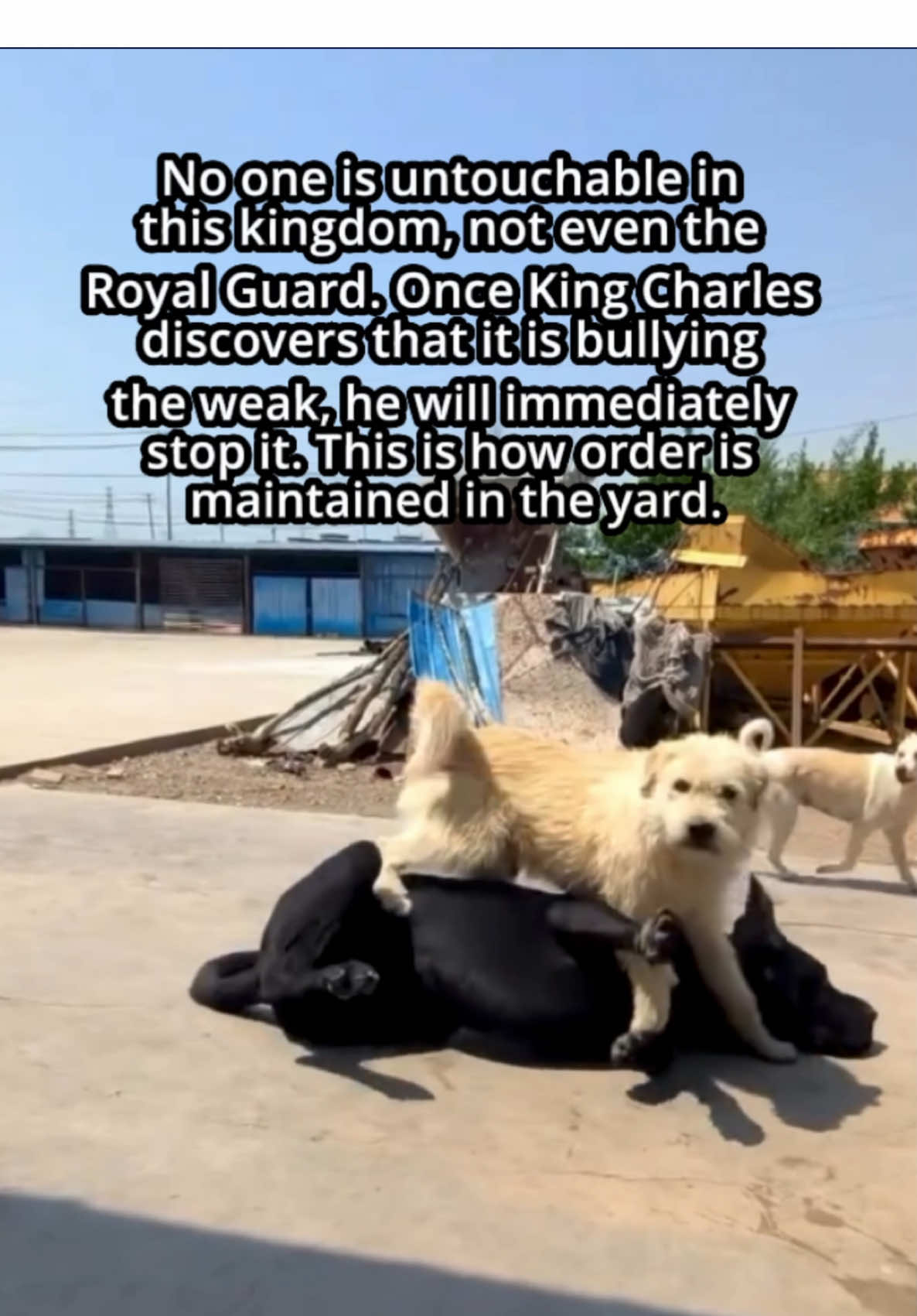 The Cane Corso may be powerful, but power unchecked is chaos. King Charles does not tolerate the mistreatment of the weak — not even from his own personal guard. #kingchalesdogboss #kingchales #Alphadog #kingchales 