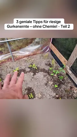 3 geniale Tipps für riesige Gurkenernte – ohne Chemie! - Teil 2 #DIY #gartenliebe #gartenideen #gartenpflege 