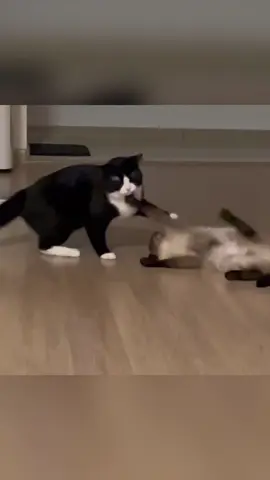 Cat WWE🥊(perfect body technique)#funnycat #pet #fyp #funnyvideos #catsoftiktok #cute #kitten #cat #funny #foyou #PetsOfTikTok #WWE #tiktok #UFC 