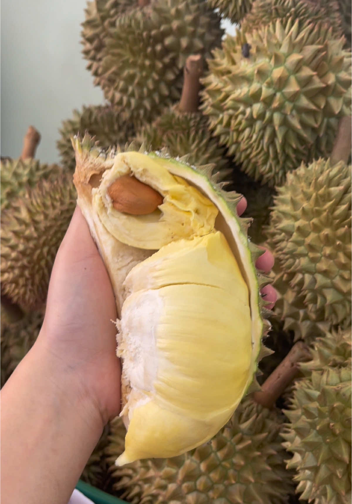 #หมอนทองจันบุรี💯 #หมอนทอง  ส่งตรงจากหน้าสวนน😱🤩✨🧡