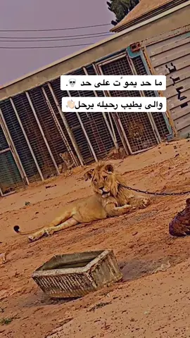 #الزاويه_العنقاء_ليبيا🇱🇾 #الشعب_الصيني_ماله_حل😂😂 #طرابلس #اكسبلوررررر 