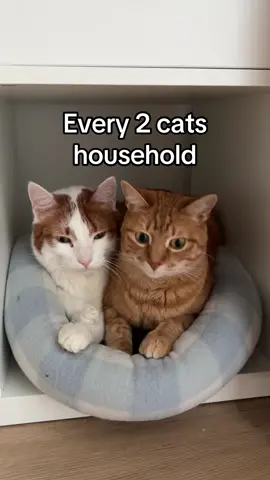 #cat #cats #catdad #catmom #catsoftiktok #CapCut #katinas #kačiukas #Meme #кот #котэ #котик 