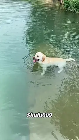 #粉丝一千万#pet#pets#cute#funny#viral#dog#funnydog#funnyvideos#foryou#IoI#fyp#fypツ 