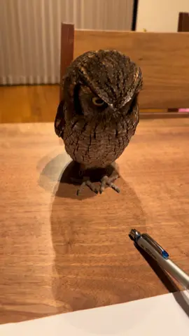 #スピックスコノハズク #フクロウ #owl #丸岡材木店 