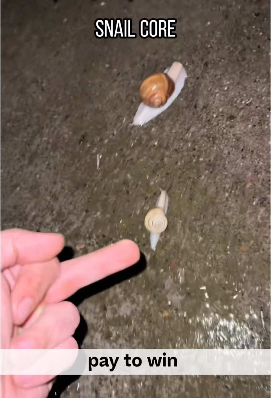 Snail Core.🐌#snail #pet #fyp #foryou #funny #animals