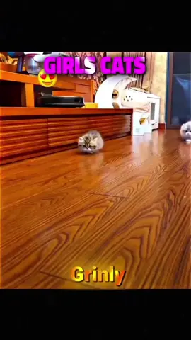 Girls’s cats Vs boy’s cats #foryoupage #videoviral #foruyou #CapCut #cat #animal #europe 