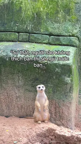 Thật #GreenCreator #VinWonders #Vinpearl #VinpearlGolf #TuhaoVietNam #WonderSummer 