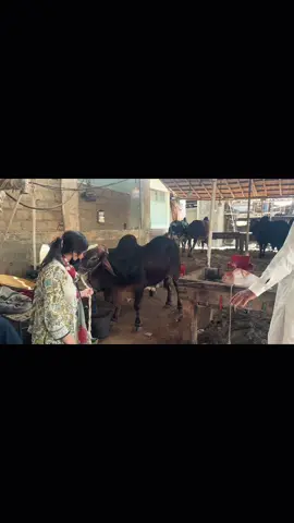 Ishq hai yeh ❤️ ishq hai ❤️ #qurbani2025 #Love #capcut #fyp #trending #viral #lovers #shoqeen #xplore #foryoupage #eidmubarak #reels ##grownmyaccount 