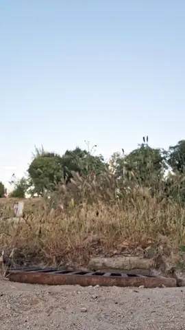 LA ALCANTARILLA TE LA JUEGA! #sergioadicto_vida #terapia #adicciones #psicología #alcoholismo #labestiadesperto 