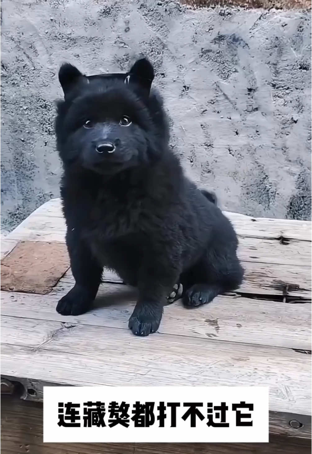 五黑犬连藏獒都打得过。##puppy##dog##puppylove