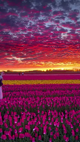 Sunset and flowers，I like both of them✨ #sunset #fyp 