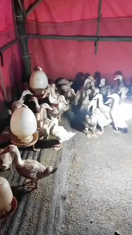 😇#peternakmuda #bebekpeking