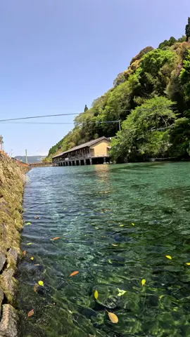 これでどうだ！#CapCut  #綺麗な景色 #自然 #水中の世界 #nature #underwater #japan #beautiful 