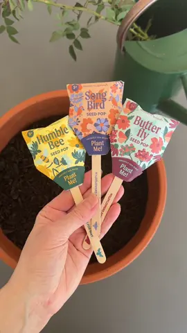 Sunshine, dirt, and popsicle sticks full of seeds—summer magic for little gardeners. These little Garden Pops are my new favorite way to grow blooms—perfect for beginners, kids, or anyone who loves a low-effort garden win. Linked in my TikTok Shop! #SummerWithKids #GardenTherapy #EasyGardening #TikTokShopFavorites #CottagecoreGarden @Modern Sprout LLC 