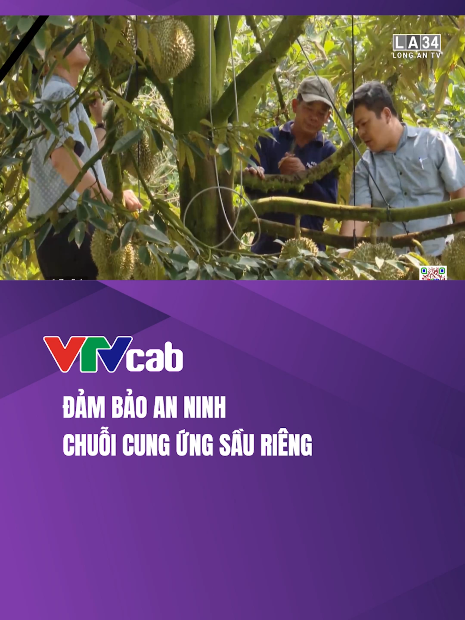 Thủ tướng yêu cầu Bộ Công an phối hợp với các bộ, ngành và địa phương đảm bảo an ninh chuỗi cung ứng, ngăn chặn tình trạng thao túng thị trường, gây bất ổn sản xuất, xuất khẩu sầu riêng. #vtvcab #vtvcabtaichinh #master2023bytiktok #xuhuong #saurieng