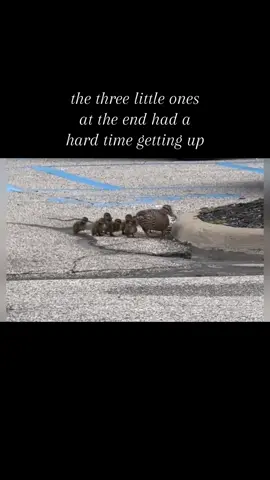 when life gets tough…be like a duck…stay a float and keep “quacking” #fyp #ducklings #Love #fypシ 