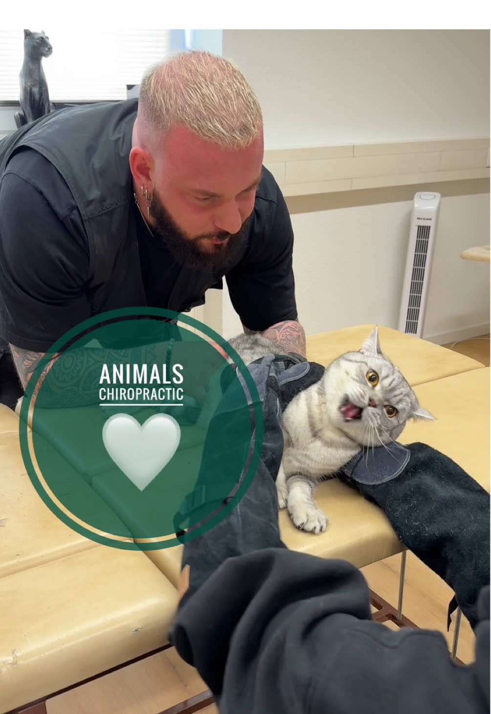 Cat with back pain 💚💚💚 • • • #foryou #asmr #animal #chiropractortiktok #türkiye #hundeauftiktok #hund #tiere #Love #helfen #bochum #animals #chiropractic 