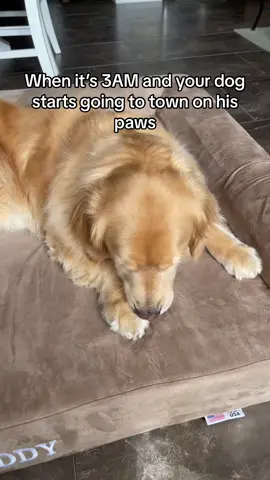 What else am I supposed to do? #fyp #viral #dogsoftiktok #PetsOfTikTok #dogs #pawlicking #goldenretriever #dogsoftiktokviral #funnydog #goviral 